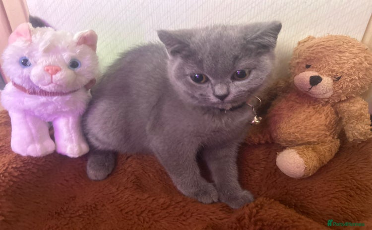 British Shorthair cats - Advert 8