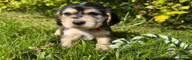 Cocker Spaniel Puppy 4