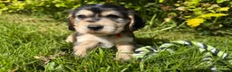 Cocker Spaniel dogs for sale: Show Type +DNA tested - Advert 9