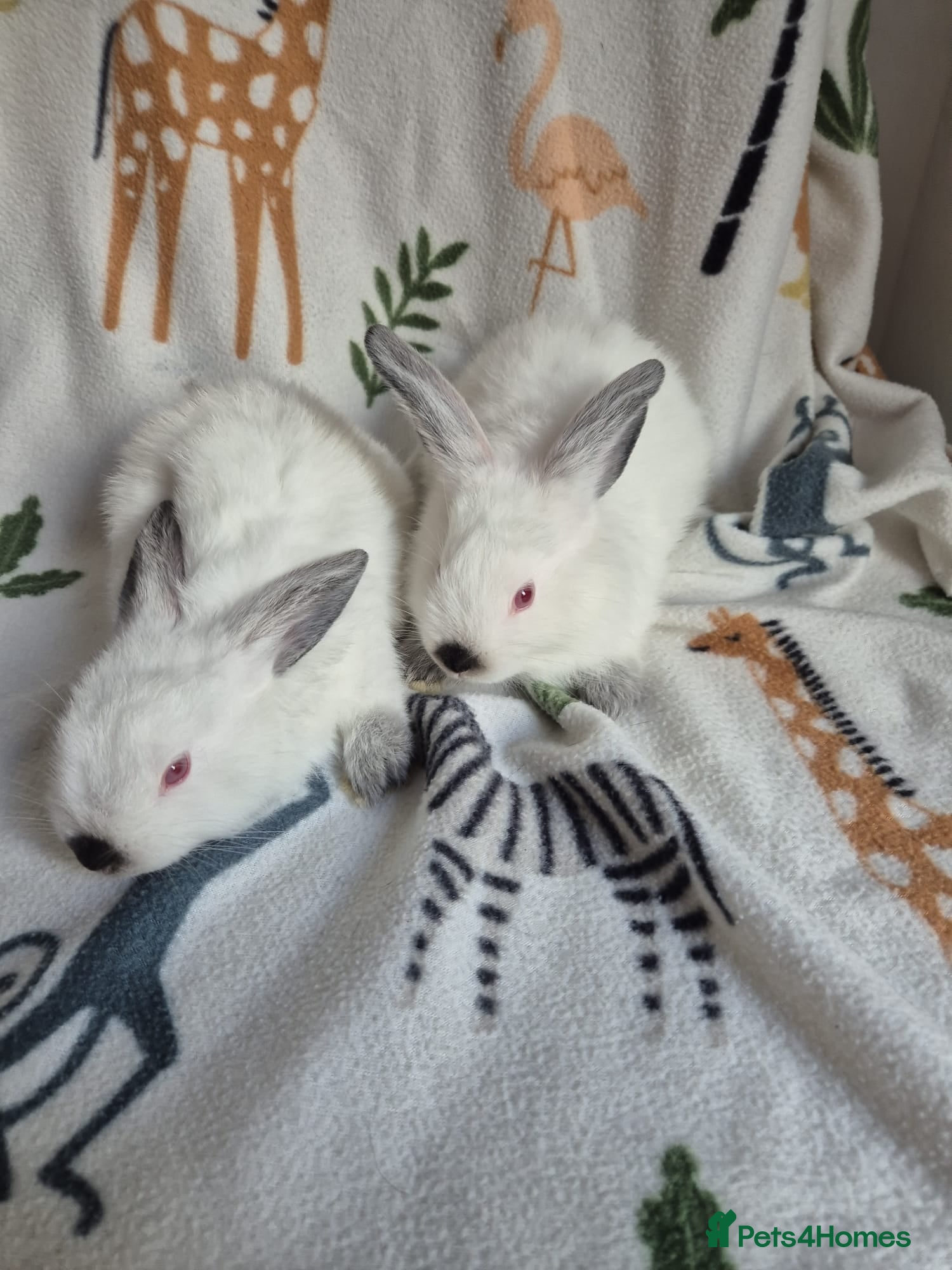 Californian rabbits for sale: Californian White Buck Kits - READY 18TH JUNE - Advert 10