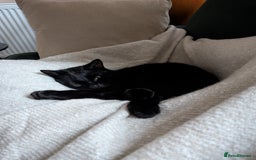 Mixed Breed cats for sale: Free for a new home - Image 4