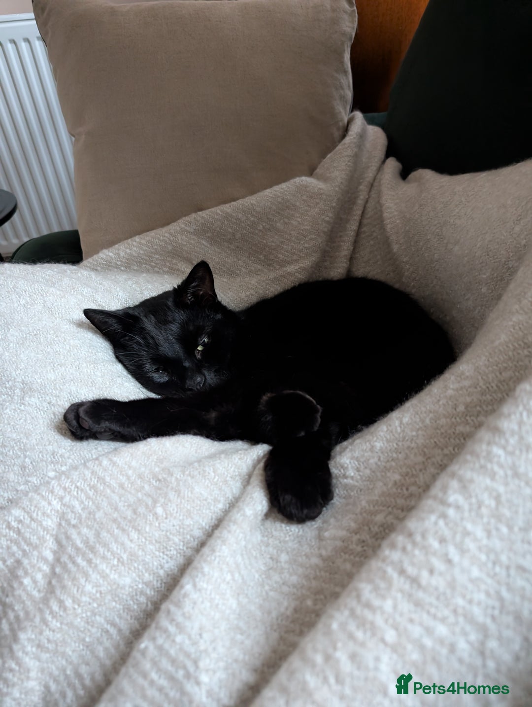 Mixed Breed cats for sale: Free for a new home - Image 4
