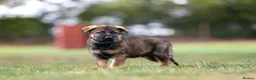 German Shepherd dogs for sale: Top working line KC GSD pups  - Advert 20