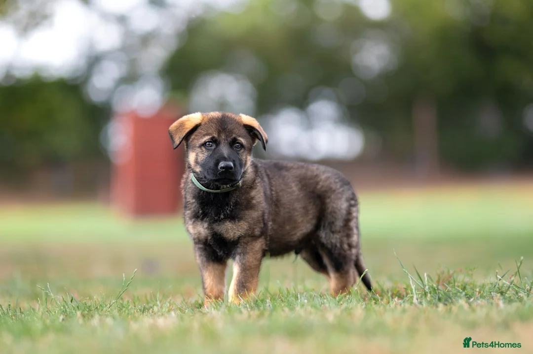 German Shepherd dogs for sale: Top working line KC GSD pups  - Advert 20
