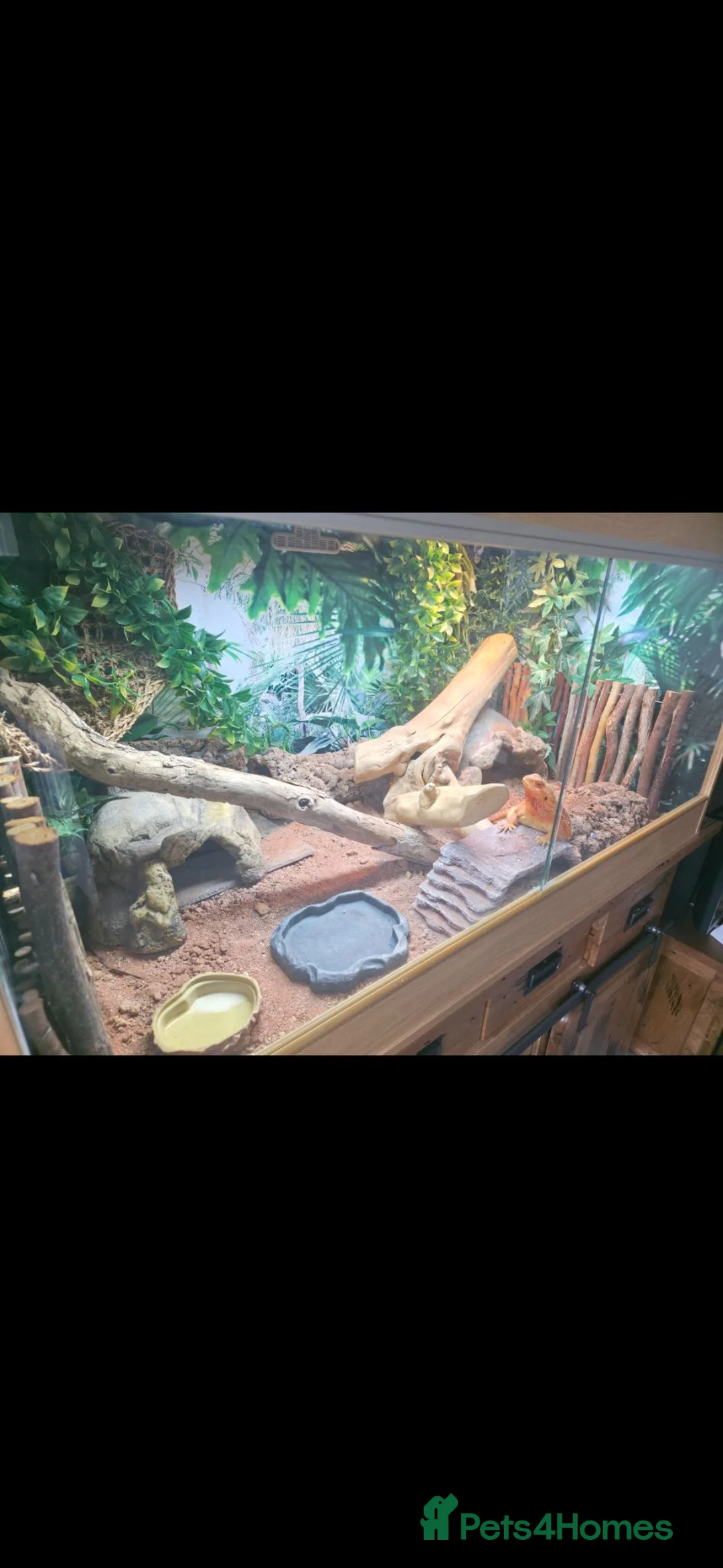 Bearded Dragon reptiles for sale: Bearded Dragon and enclosure for Sale - Advert 5