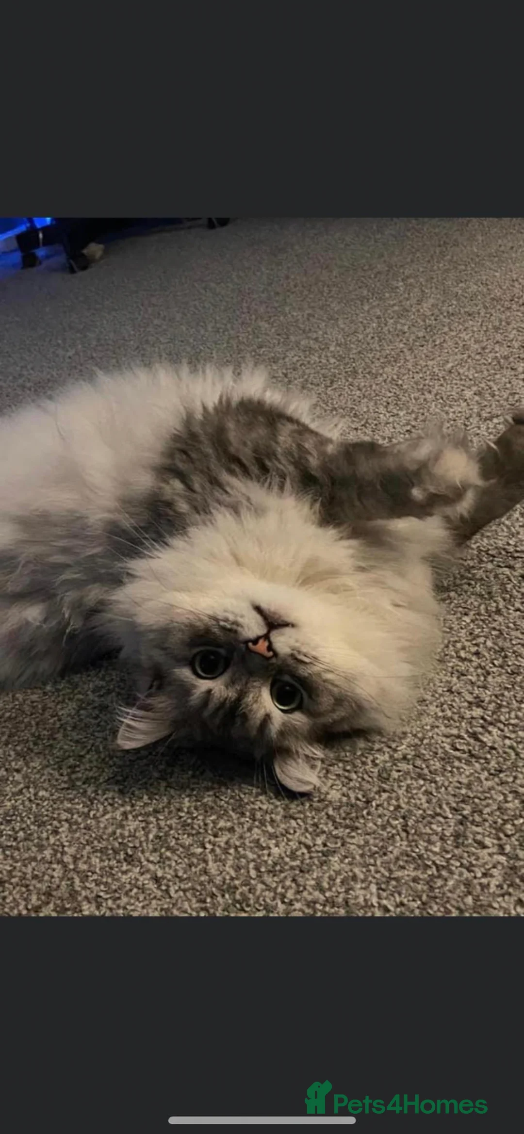 Mixed Breed cats for sale: Male Persian x ragdoll  - Advert 2