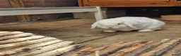 Mini Lop rabbits for sale: 2 Bonded mini lops  - Advert 6