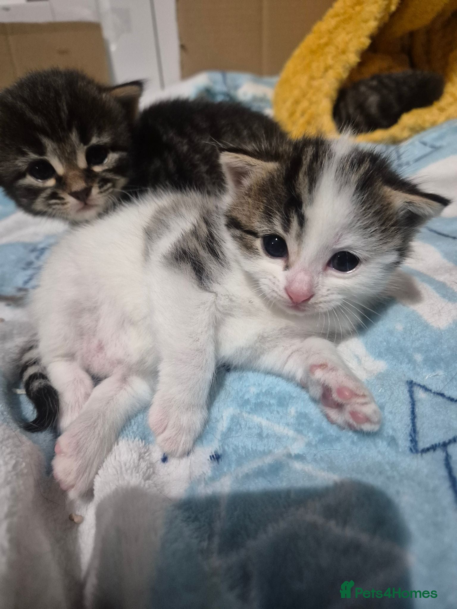 Mixed Breed cats mixed breed kittens - Advert 15