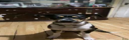 Mixed Breed dogs for sale: Sirus  - Advert 5
