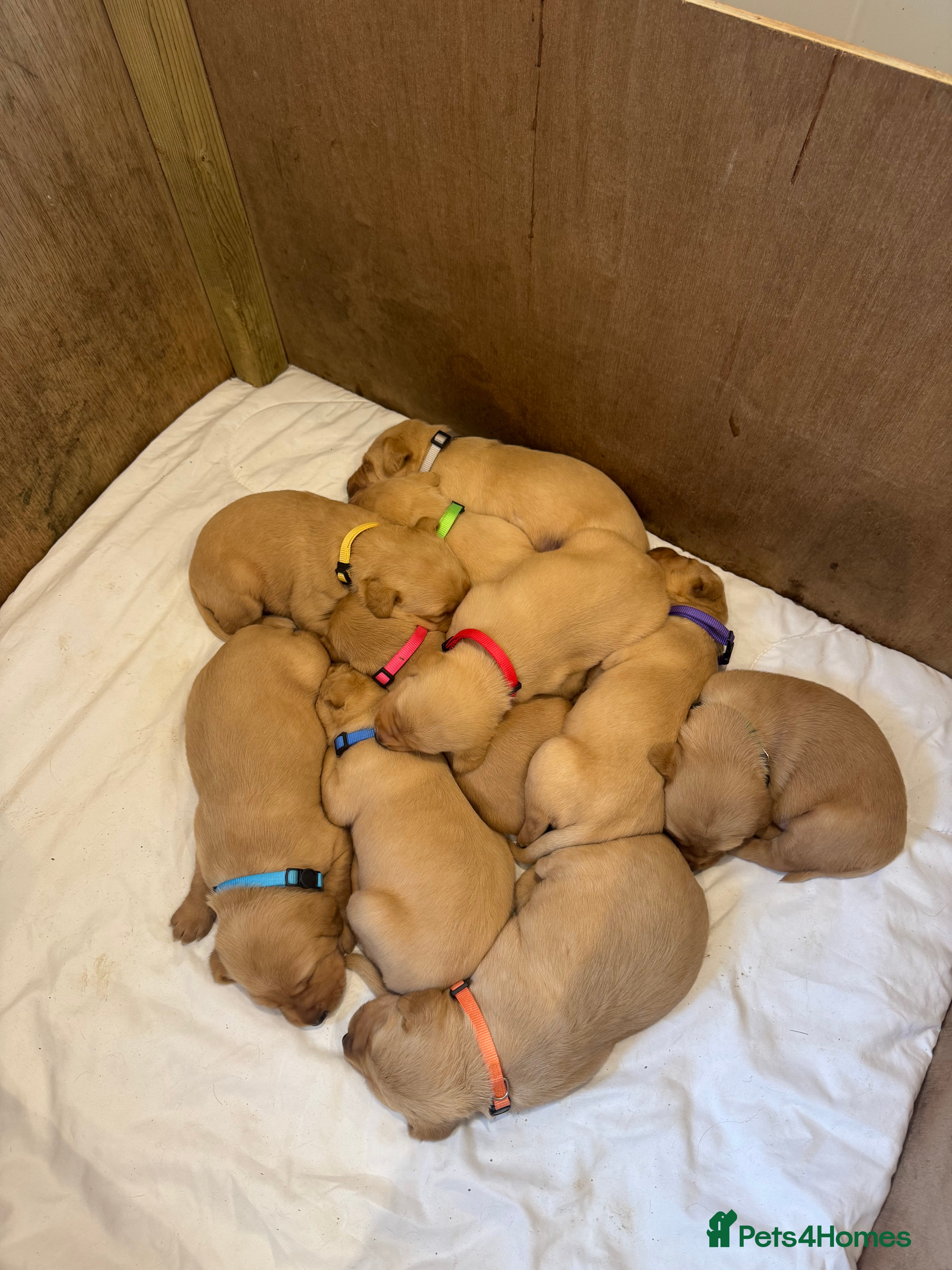 Labrador Retriever dogs Mixed Yellow and Red Labrador Puppies - Advert 8