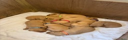 Labrador Retriever dogs for sale: Mixed Yellow and Red Labrador Puppies - Advert 1