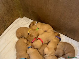 Labrador Retriever dogs Mixed Yellow and Red Labrador Puppies - Advert 1