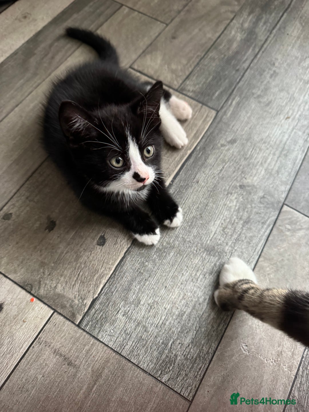 Mixed Breed cats for sale: Kitten  - Image 2