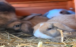 French Lop rabbits for sale: 5 adorable lop eared rabbits for sale! - Image 4