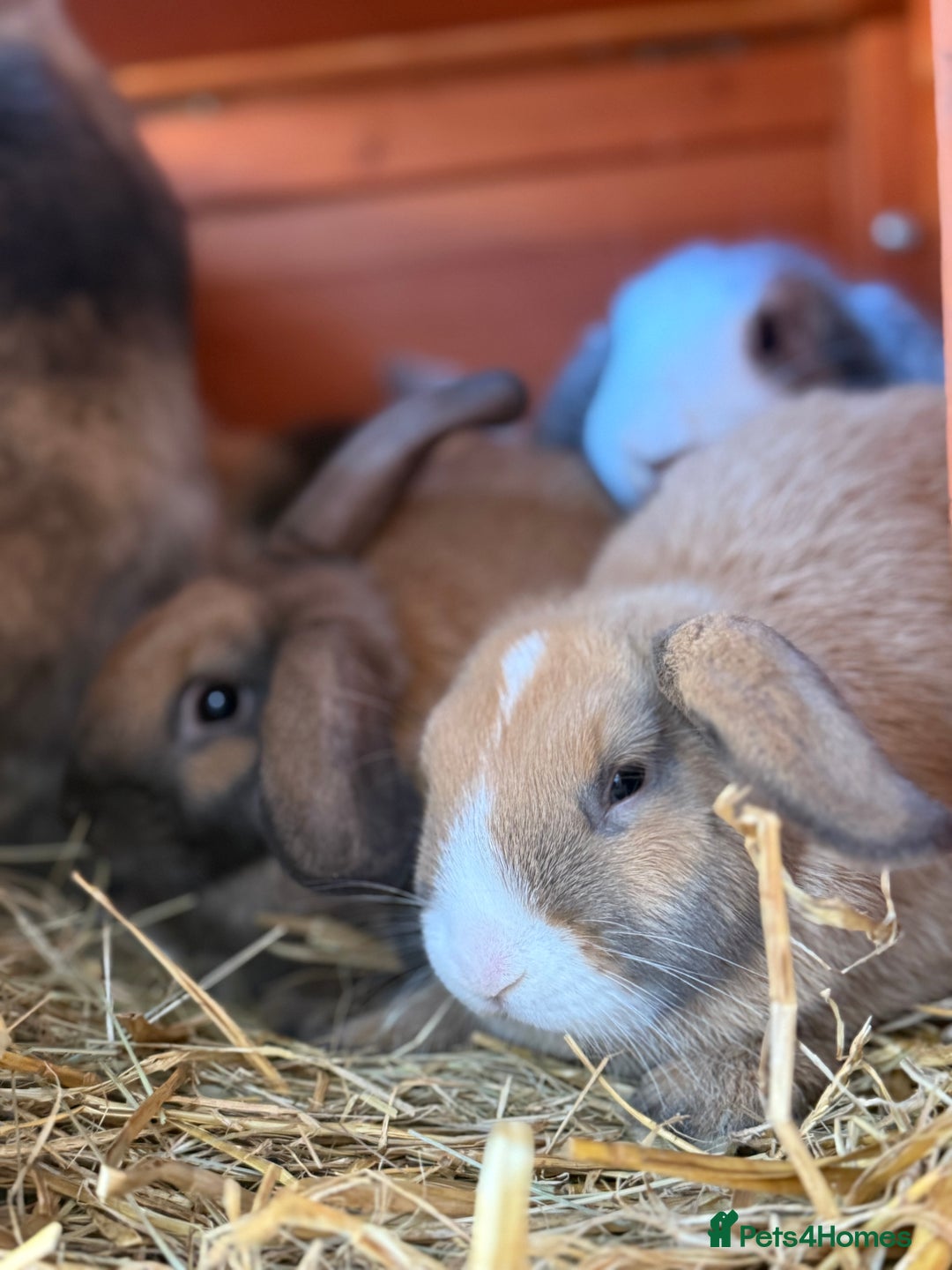 French Lop rabbits for sale: 5 adorable lop eared rabbits for sale! - Image 4