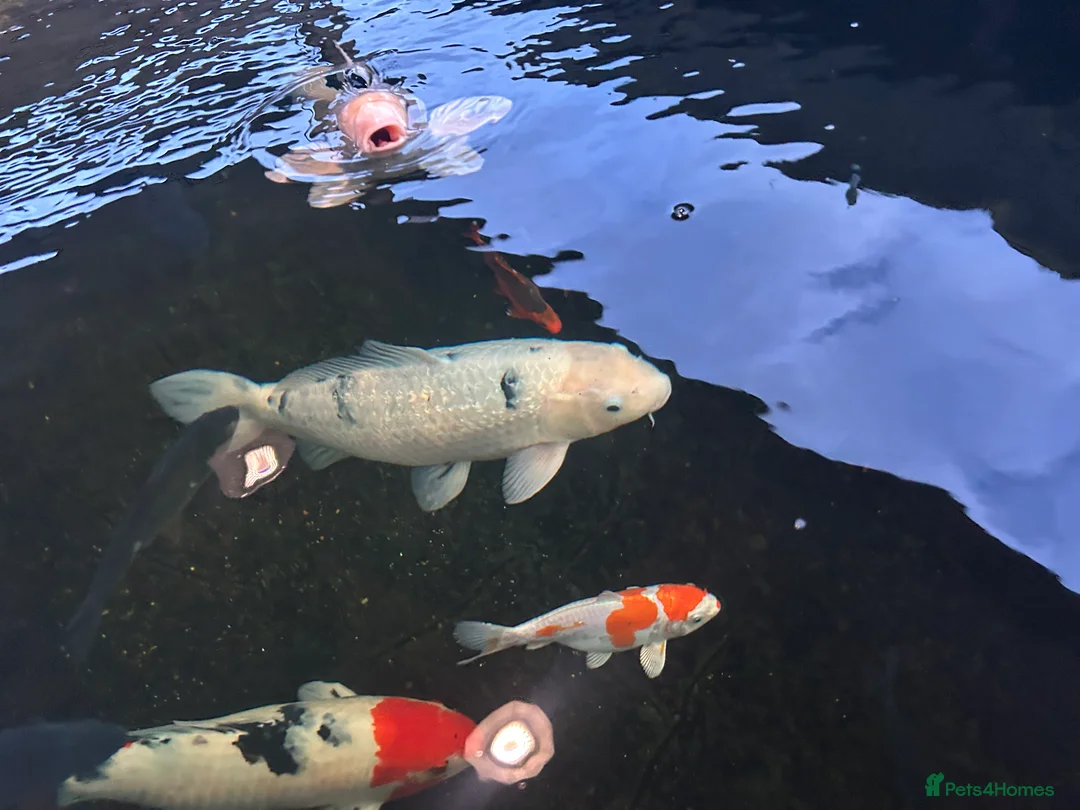 Koi Carp fish for sale: Koi carp  - Advert 4