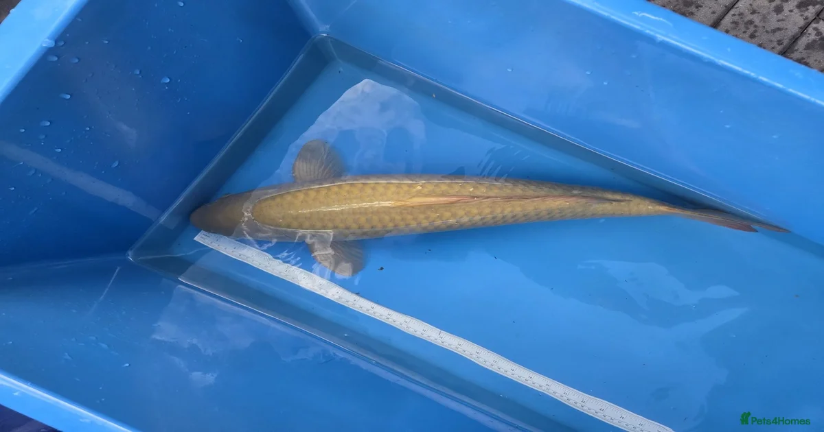 Koi Carp Fish for sale in Hemel Hempstead, Hertfordshire | Pets4Homes