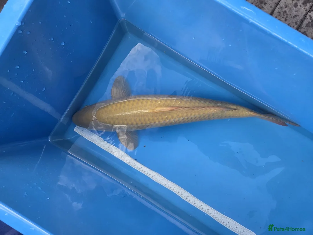 Koi Carp fish for sale: Koi for sale  in Croydon - Advert 1