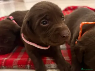 Labrador Retriever dogs ⭐️Exceptional Chocolate Labrador Puppies⭐️ - Advert 2