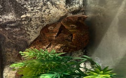 Gecko reptiles for sale: Breeding pair chahoua gecko  - Image 6