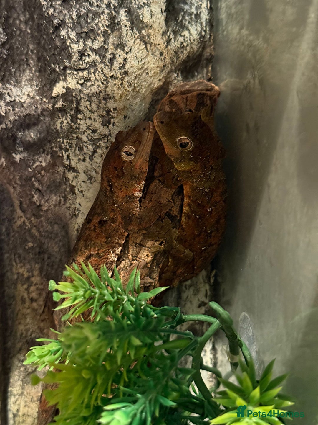Gecko reptiles for sale: Breeding pair chahoua gecko  - Image 6
