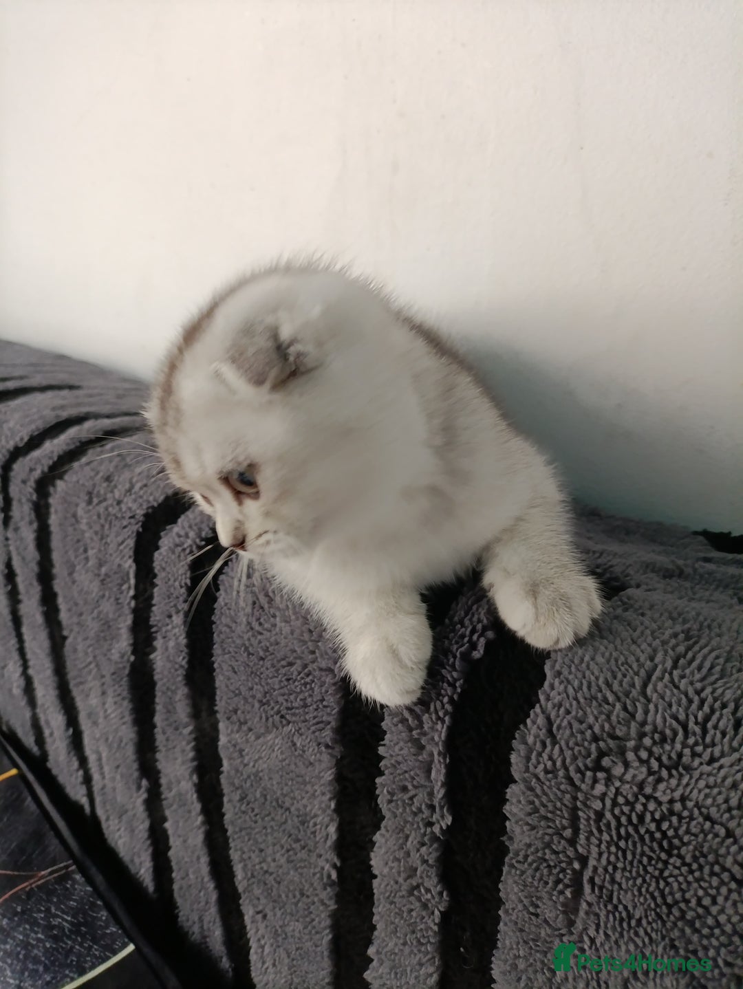 Scottish Fold cats for sale: Scottish fold kittens  - Image 19