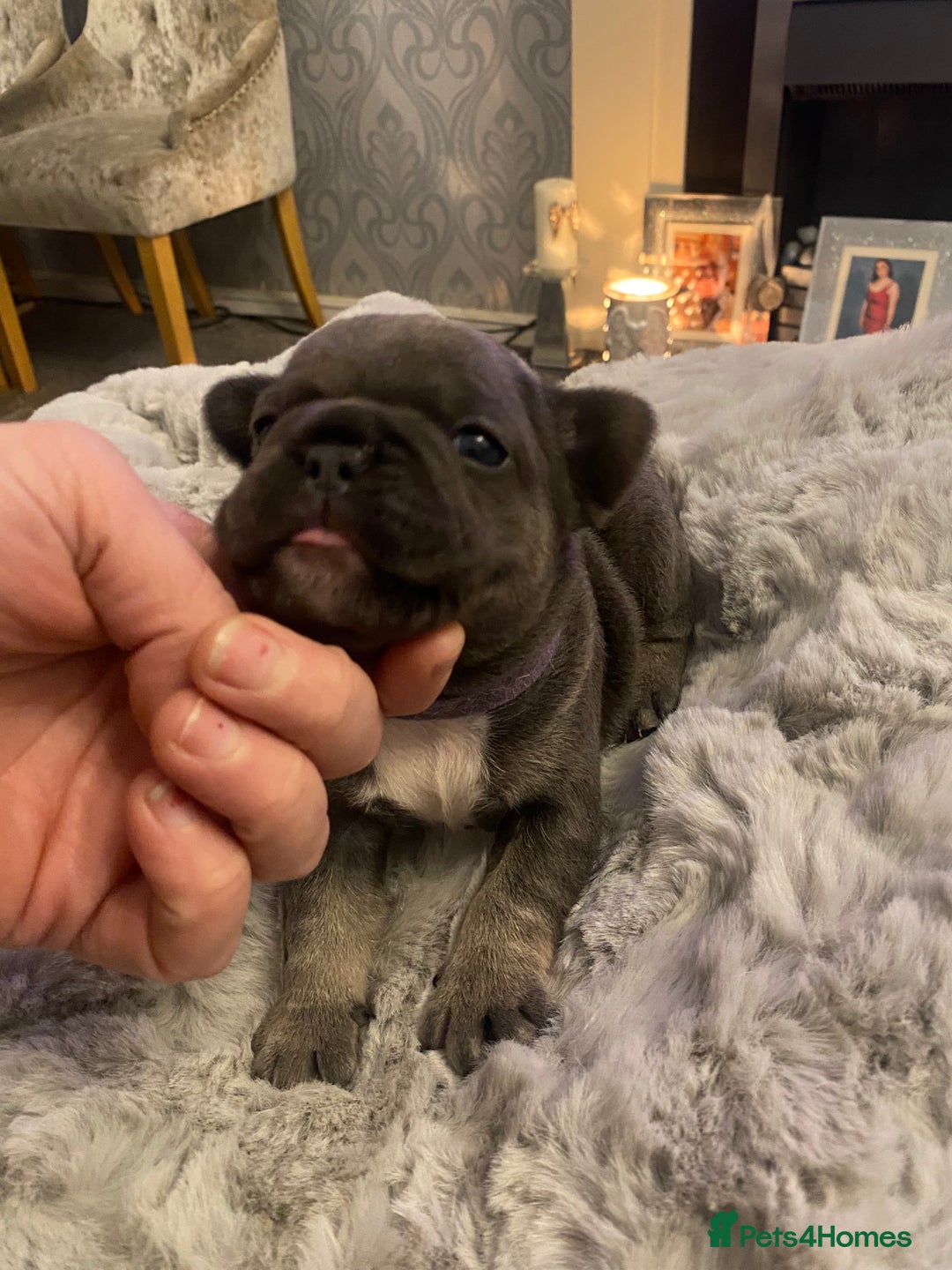 French Bulldog dogs for sale: Stunning chunky French bulldog pups  - Advert 10