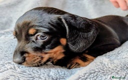 Miniature Dachshund dogs for sale: Genuine Short Haired Miniature Dachshund Puppies - Image 6
