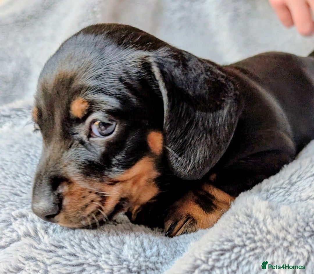 Miniature Dachshund dogs for sale: Genuine Short Haired Miniature Dachshund Puppies - Image 6