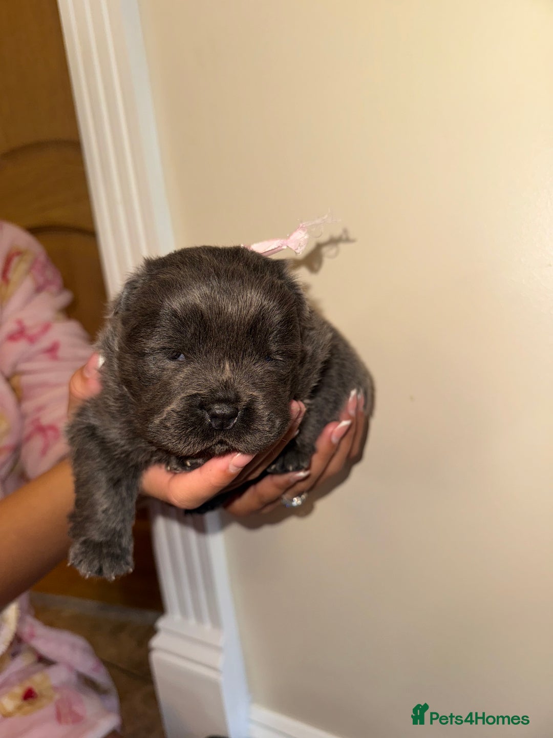 Chow Chow dogs for sale: Stunning kc reg puppies  - Advert 37