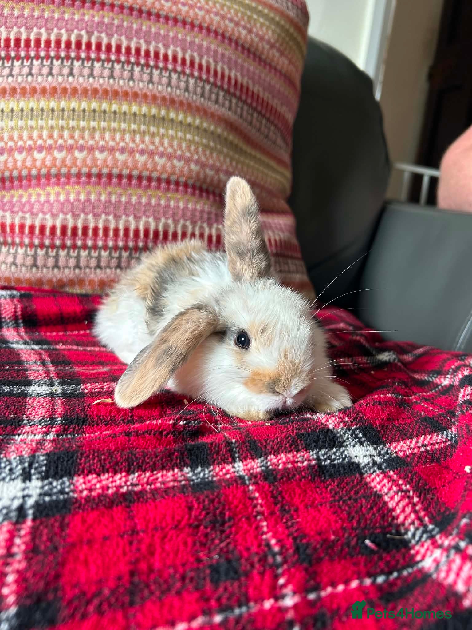 Mini Lop rabbits Mixed litter mini lops  - Advert 3