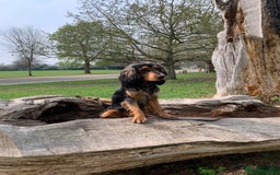 Cocker Spaniel dogs for sale: Rocky - 4.5 year old cocker spaniel - Image 19
