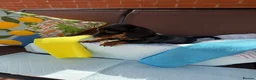 Miniature Dachshund dogs for sale: A litter of 2 lovely dachshund pups - Advert 30