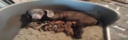Miniature Dachshund dogs for sale: Kc reg miniature dashchund puppies  - Advert 4