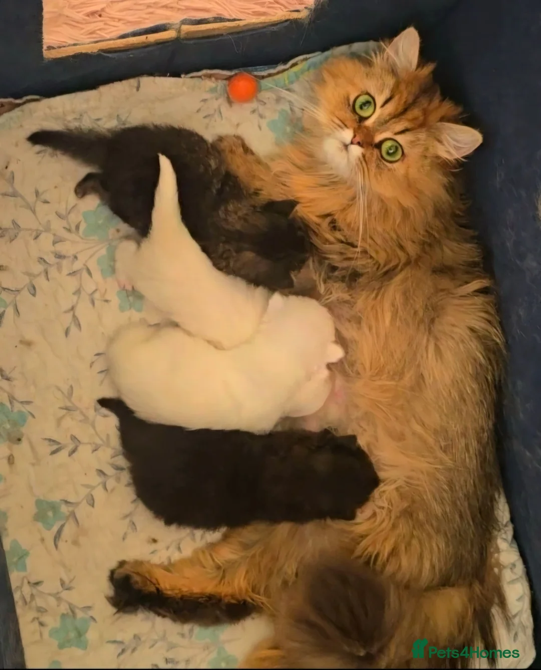 Munchkin cats for sale: 'Rughugger'Minuet kittens - Advert 1