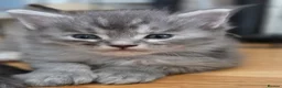 Maine Coon cats for sale: Gorgeous Playful Maine Coon x Ragdoll Mix Kittens - Advert 14