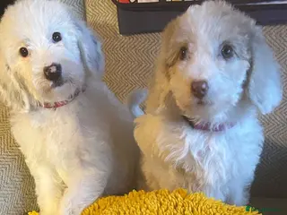 Labradoodle dogs Australian Labradoodle Puppies - Advert 6