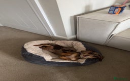 Miniature Dachshund dogs for sale: 10 month miniature dachshund  - Image 4