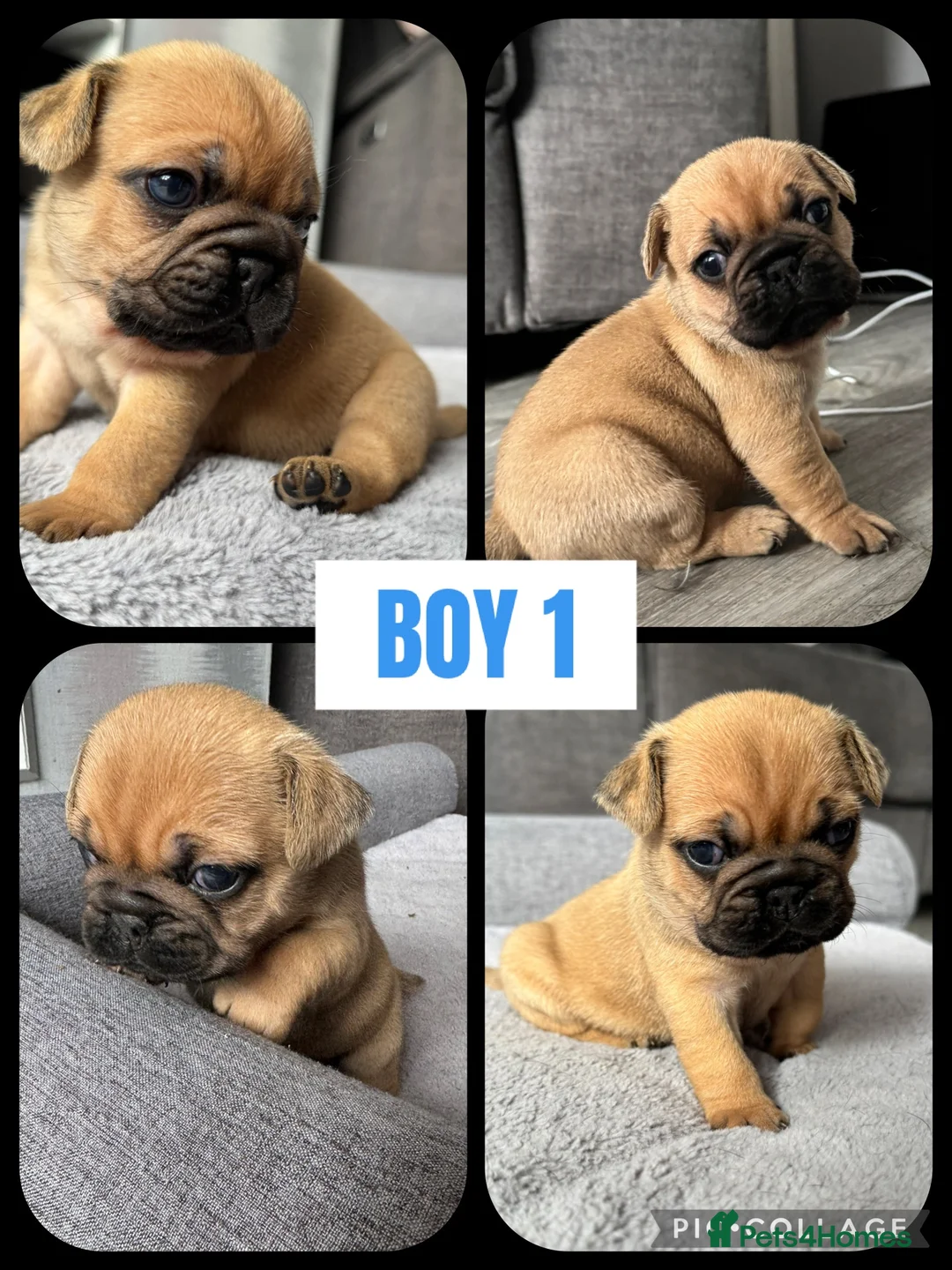 Frug dogs for sale: Frug puppies (French bulldog x pug) - Advert 2