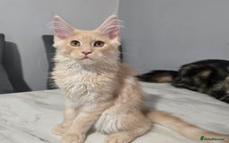 Maine Coon cats for sale: Ready now boys Mainecoon tica registered  - Image 9