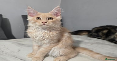 Maine Coon cats - Advert 15