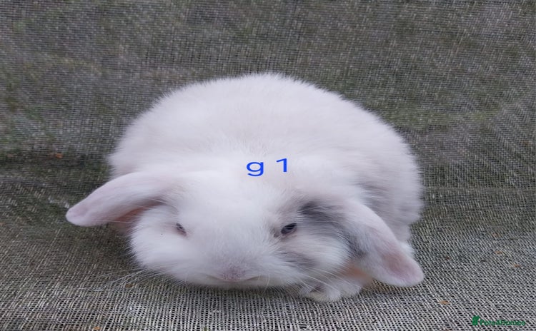 Mini Lop rabbits for sale - Advert 1