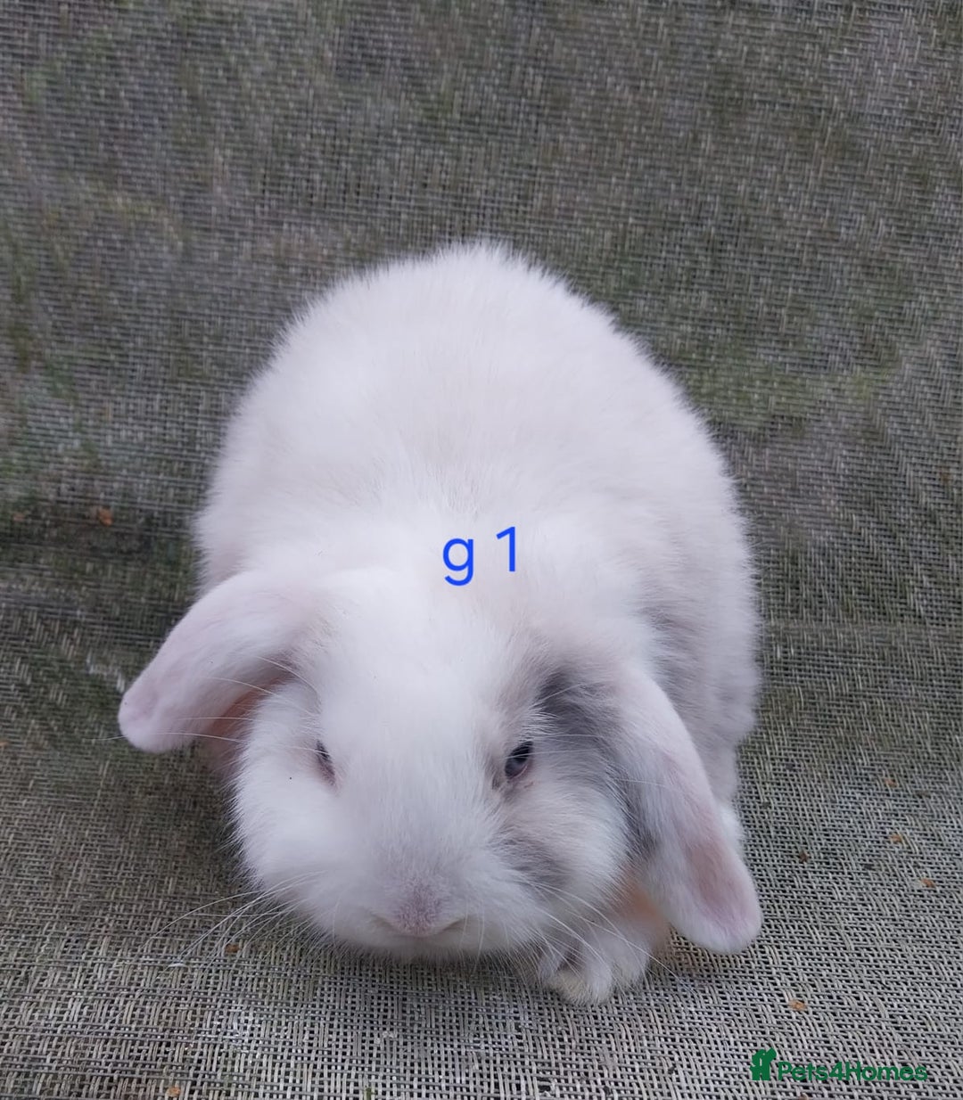Mini Lop rabbits for sale: Mini lop for sale - Image 1