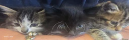 Mixed Breed cats for sale: 5 kittens looking for forever homes  - Advert 8