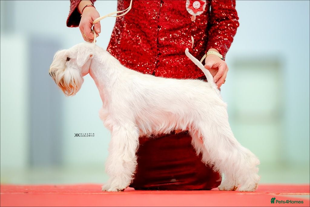 Miniature Schnauzer dogs Junior Champion of Poland 2024 in Preston - Advert 3