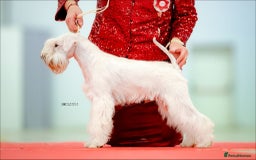 Miniature Schnauzer dogs for stud: Junior Champion of Poland 2024 in Preston - Image 1