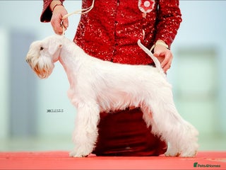 Miniature Schnauzer dogs in Preston - Advert 2