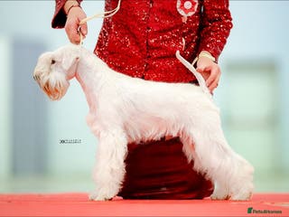 Miniature Schnauzer dogs Junior Champion of Poland 2024 in Preston - Advert 7