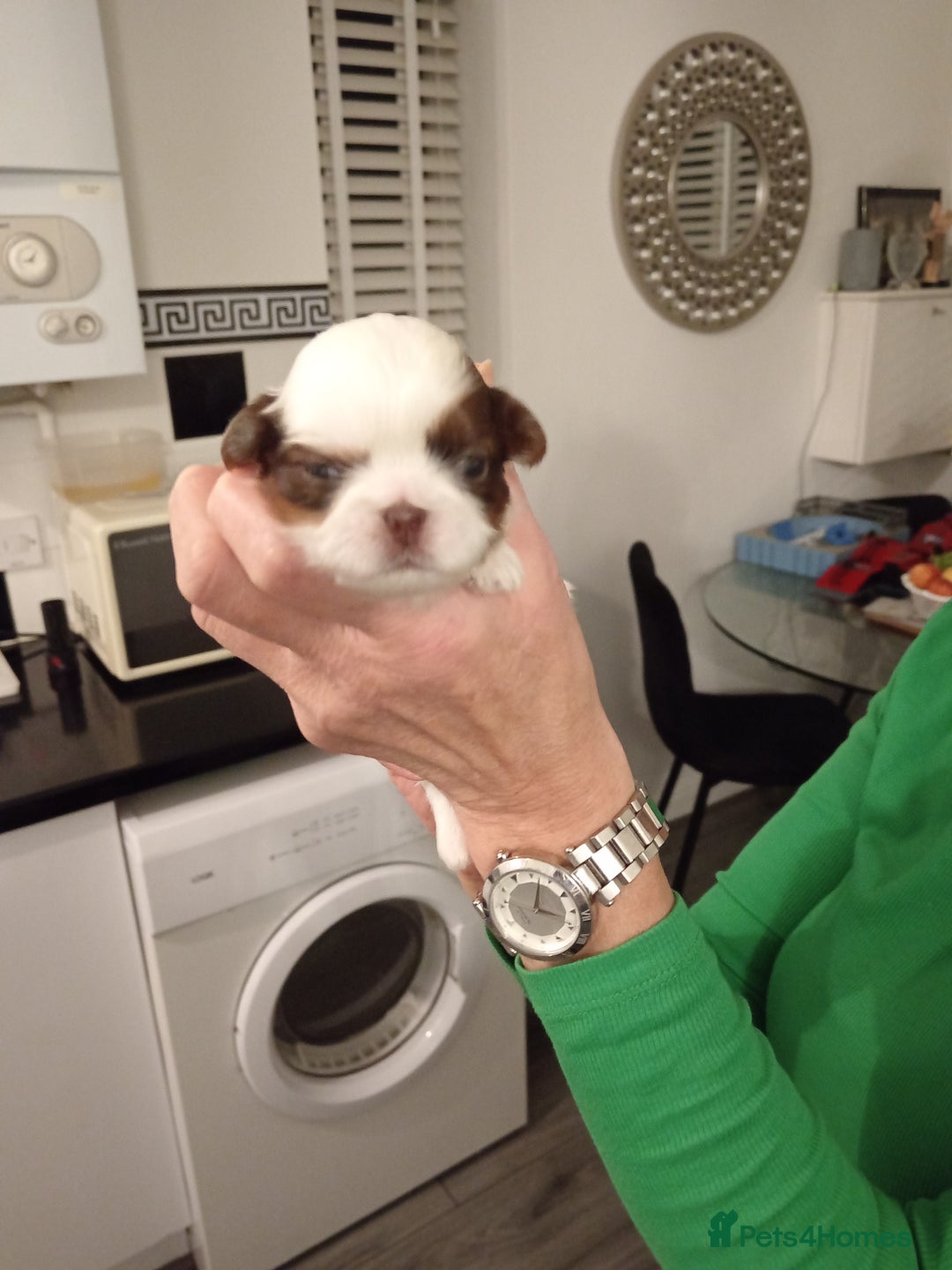 Shih Tzu dogs for sale: Shihtzu - Advert 3