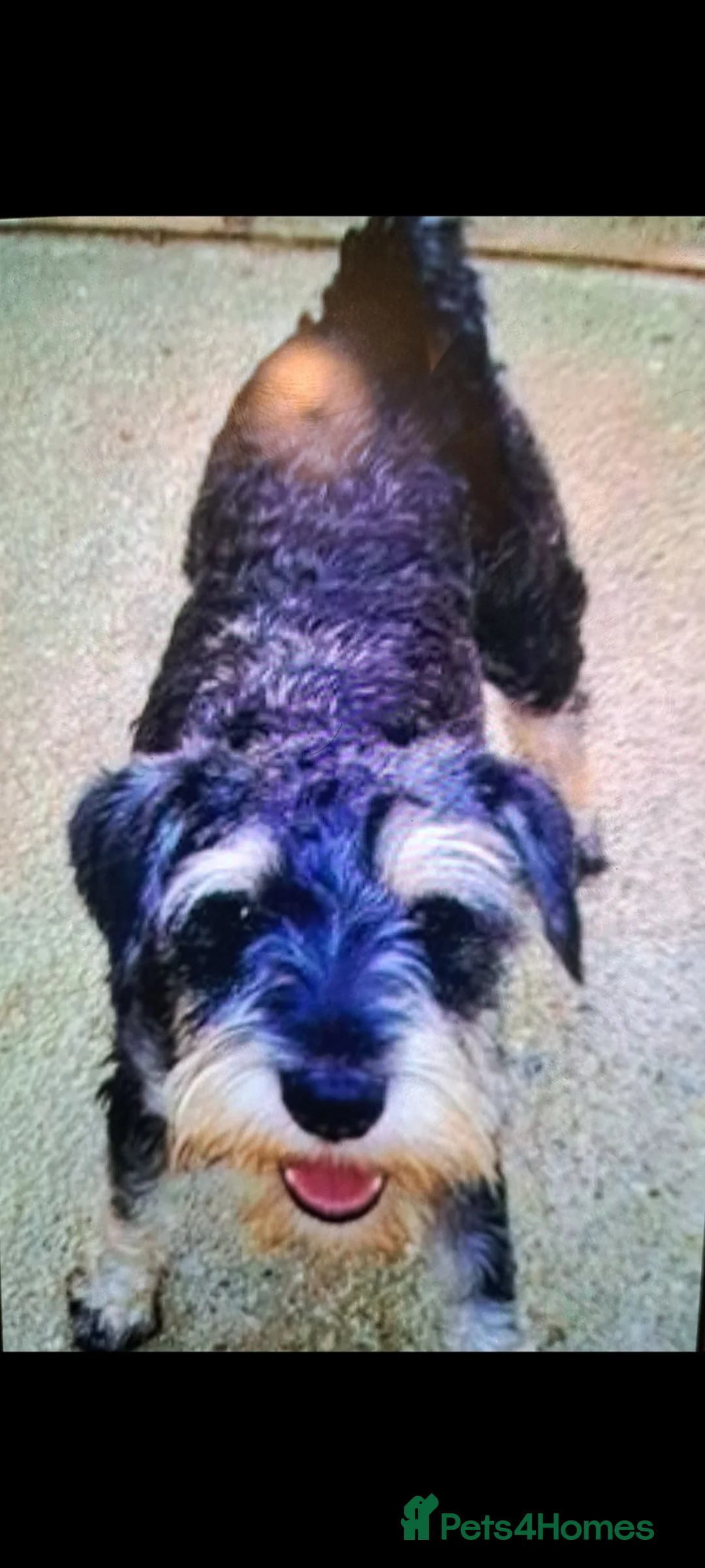 Miniature Schnauzer dogs for sale: Cutest miniature schnauzer puppies  - Advert 9